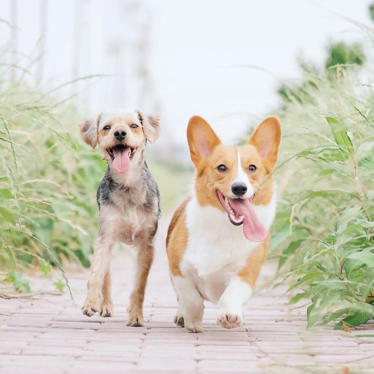 pembroke welsh corgi and brown dog running between grasses