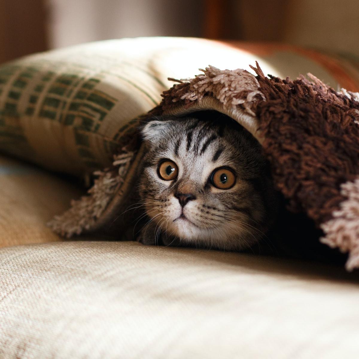 brown Scottish fold in brown thick-pile blanket