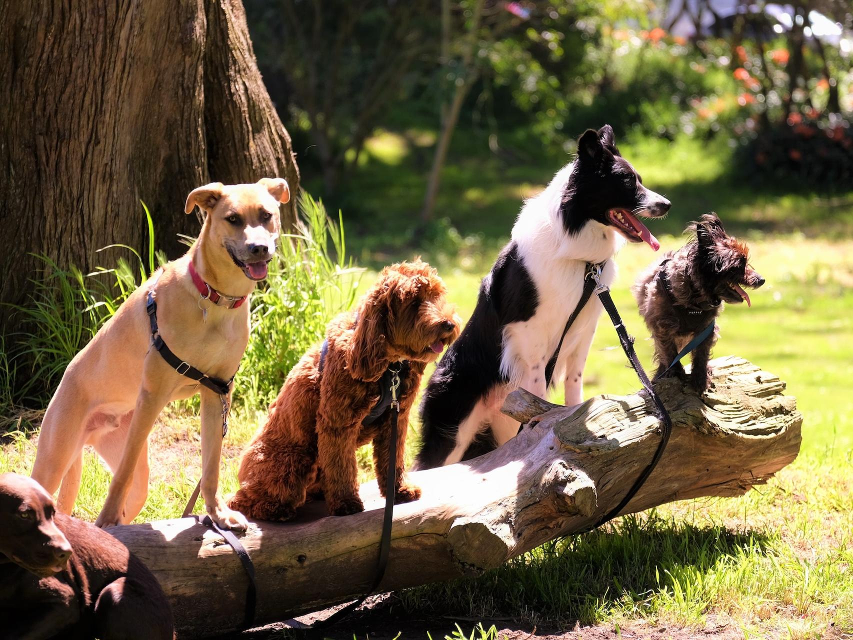 shallow focus photo of dogs on tree log