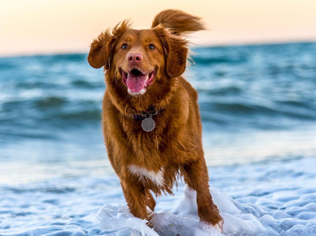 dog running on beach during daytime