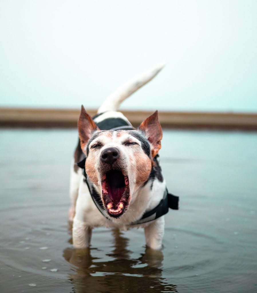 Opname webinar Reactivity on leash