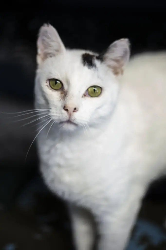 Olaf