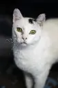Olaf