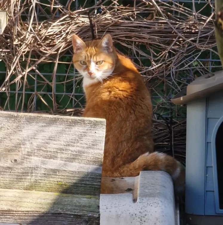 Poes