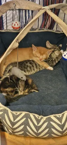 Kittens van Ella