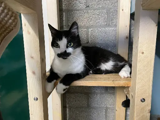 Oreo
